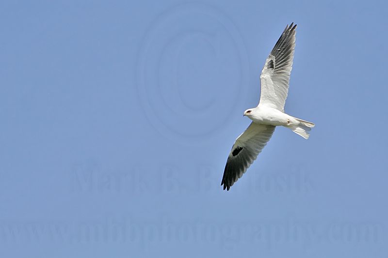 _MG_9313 White-tailed Kite.jpg