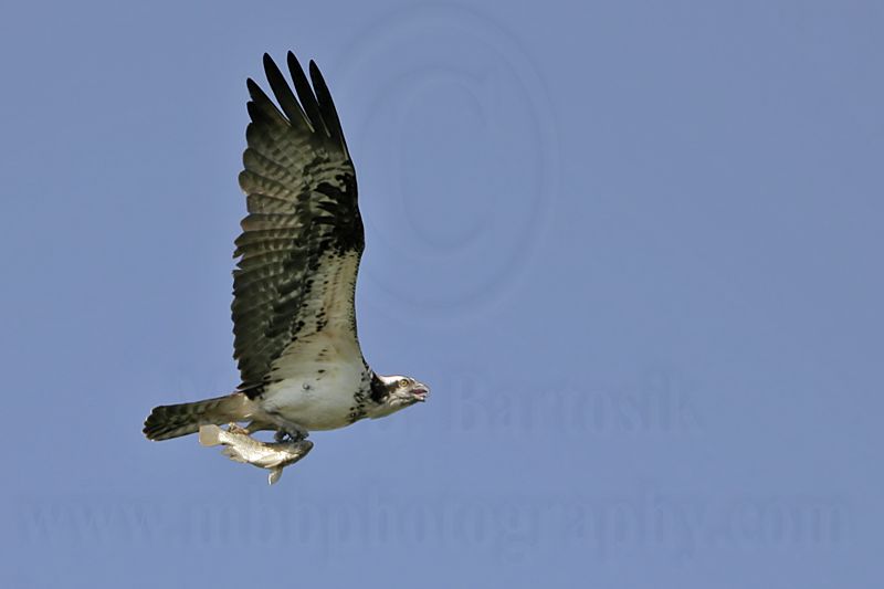 _MG_0045 Osprey.jpg