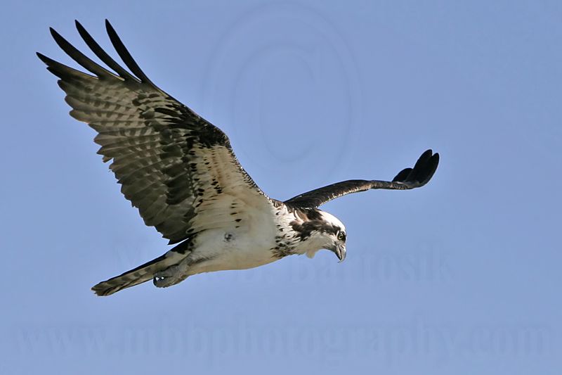_MG_9827 Osprey.jpg