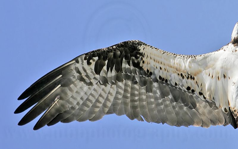_MG_9836 Osprey.jpg