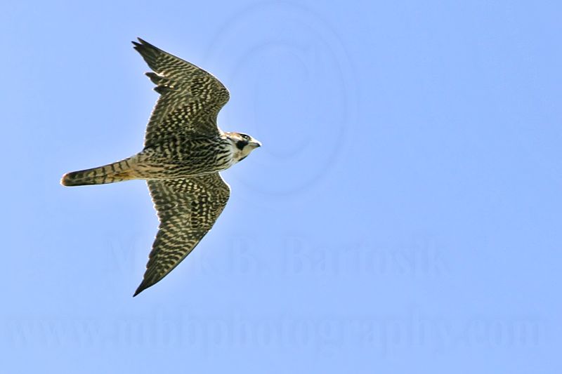 _MG_6981 Peregrine Falcon.jpg