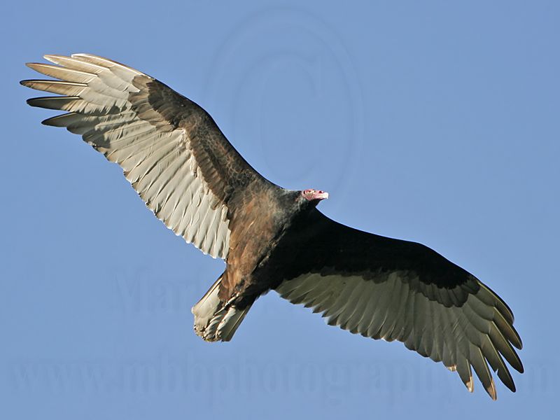 _MG_4062 Turkey Vulture.jpg