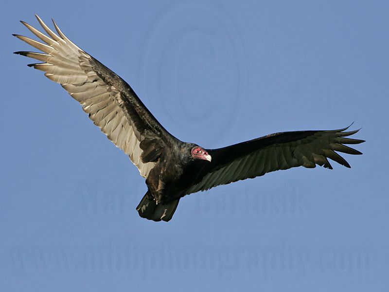 _MG_4080 Turkey Vulture.jpg