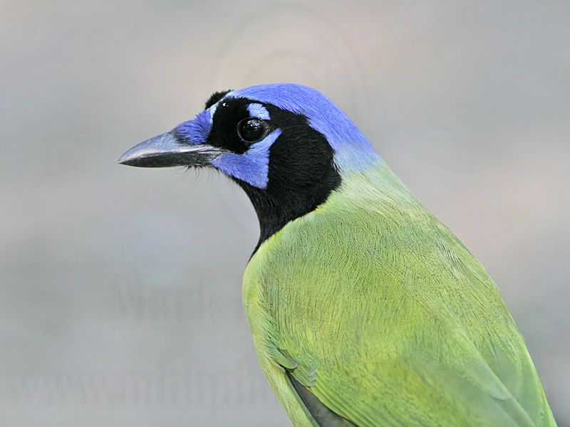 _MG_1171 Green Jay.jpg
