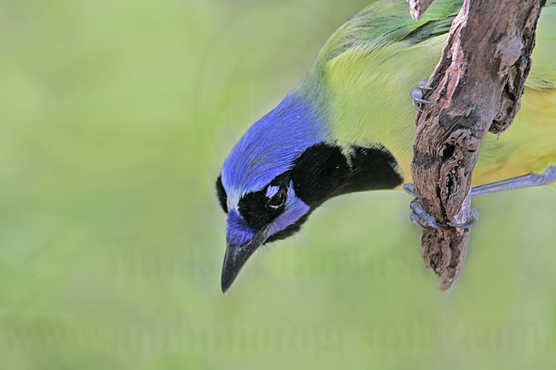 _MG_1357 Green Jay.jpg