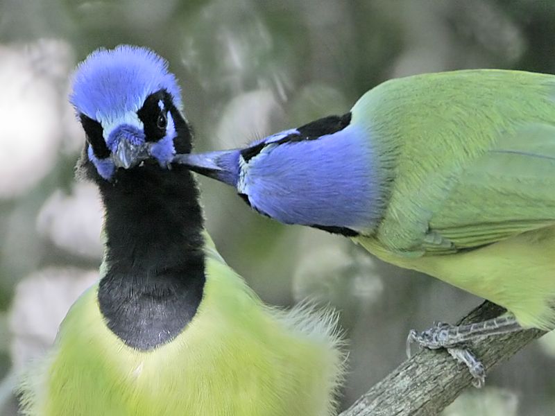 _MG_1383 Green Jay.jpg
