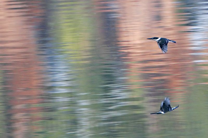 _MG_9650 Green Kingfisher.jpg