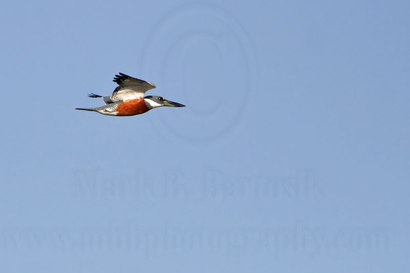 _MG_9833 Ringed Kingfisher.jpg