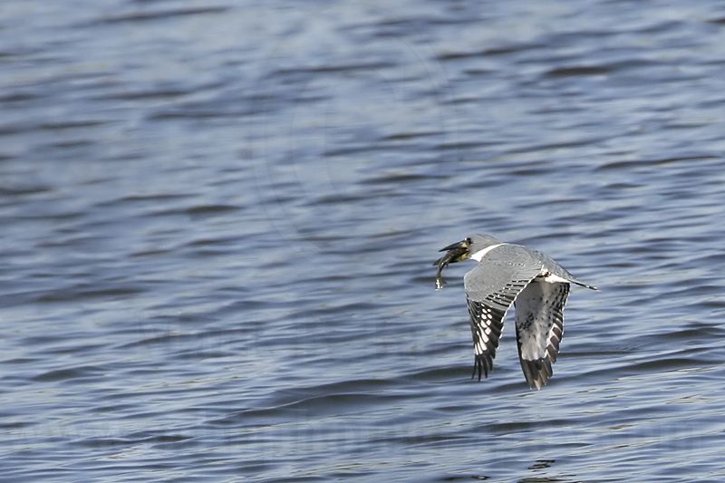 _MG_9924 Ringed Kingfisher.jpg