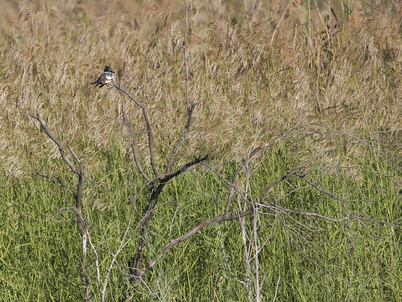 _MG_9888 Belted Kingfisher.jpg