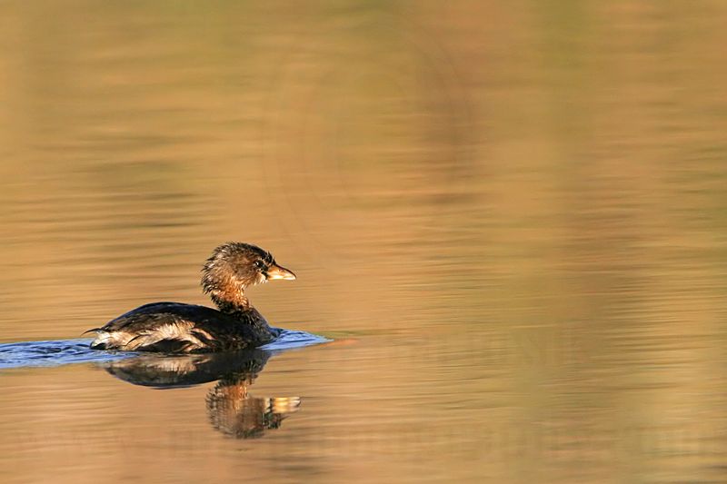 _MG_0478 Pied-billed Grebe.jpg