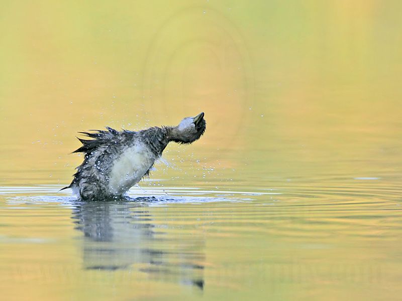 _MG_0531 Pied-billed Grebe.jpg