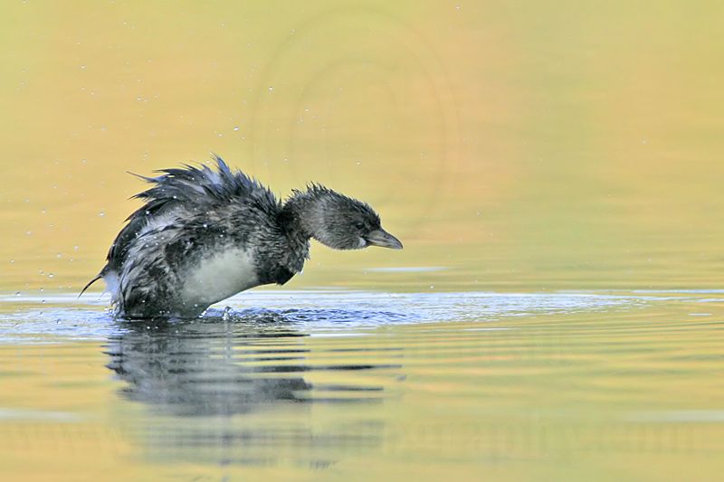 _MG_0532 Pied-billed Grebe.jpg