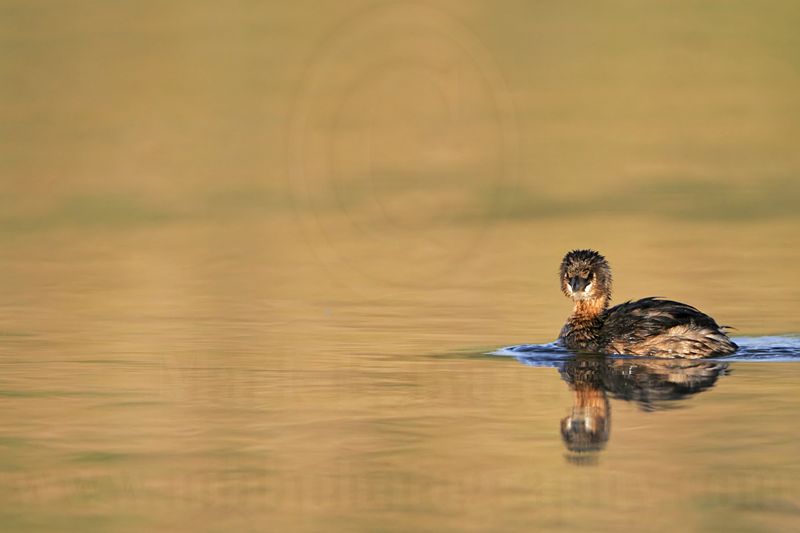 _MG_0554 Pied-billed Grebe.jpg