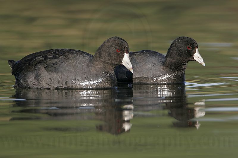 _MG_0697 American Coot.jpg