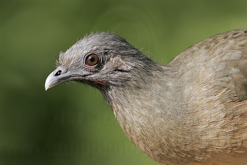 _MG_0248 Plain Chachalaca.jpg