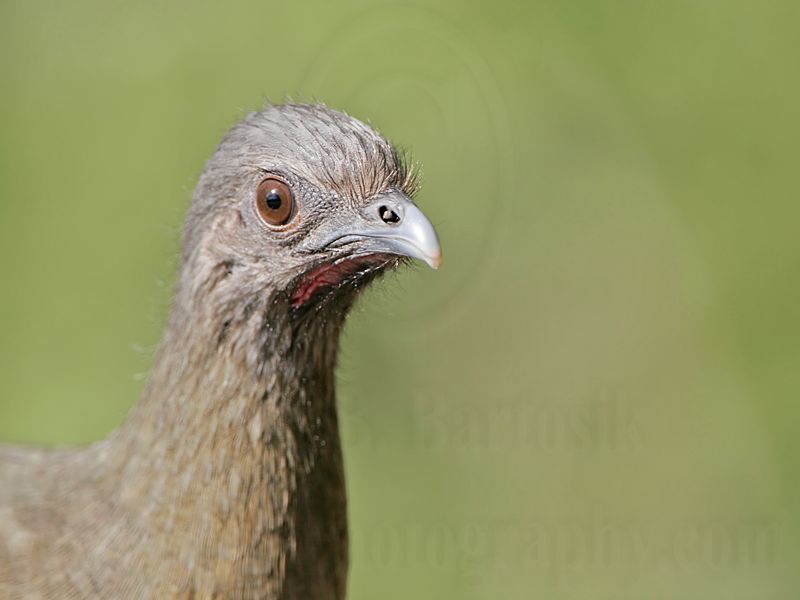 _MG_0251 Plain Chachalaca.jpg
