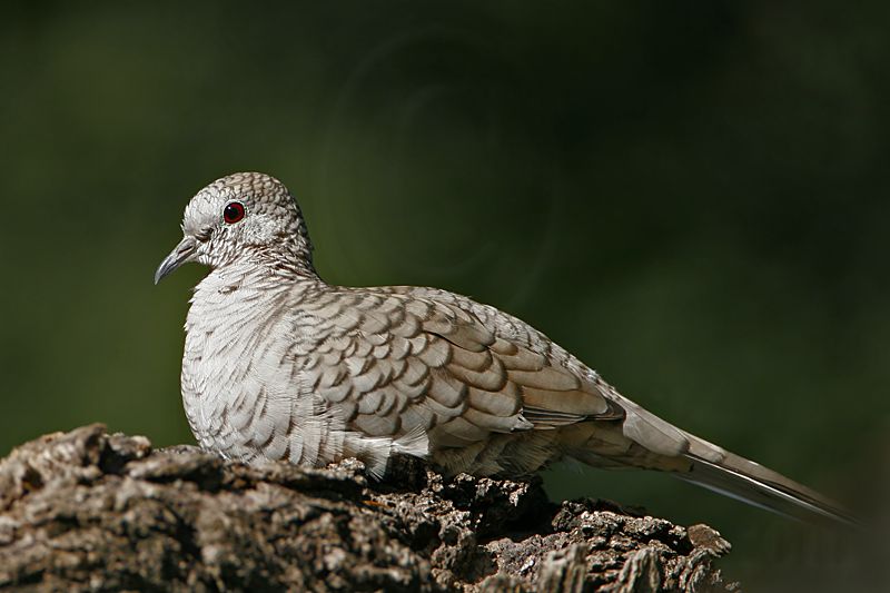 _MG_0275 Inca Dove.jpg