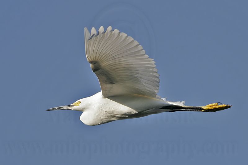 _MG_9865 Snowy Egret.jpg