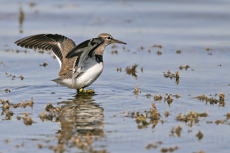 _MG_2250 Spotted Sandpiper.jpg