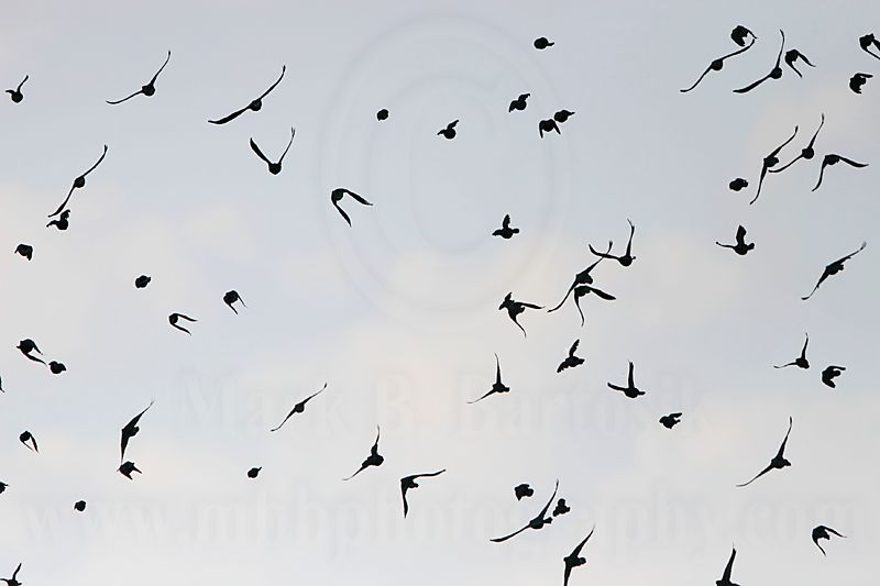 _MG_0319 Great-tailed Grackle.jpg
