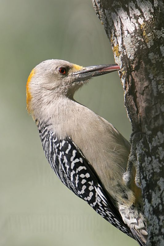 _MG_1653 Golden-fronted Woodpecker.jpg