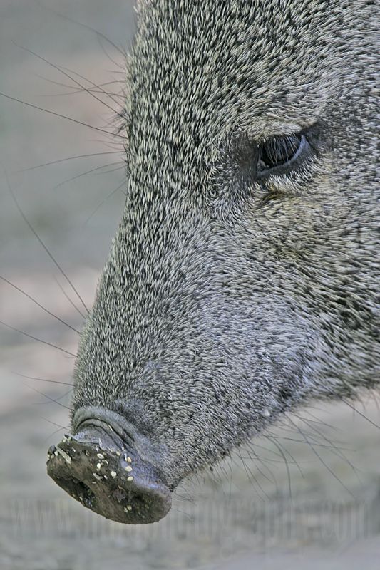 _MG_1584 Collared Peccary.jpg