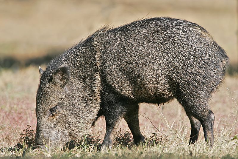 _MG_1626 Collared Peccary.jpg
