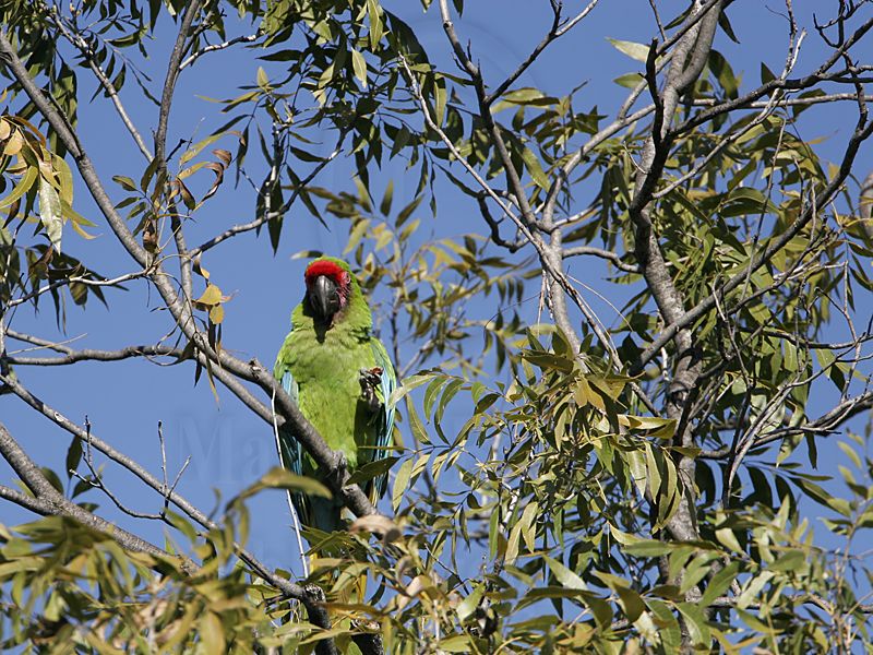 _MG_9735 Military Macaw.jpg