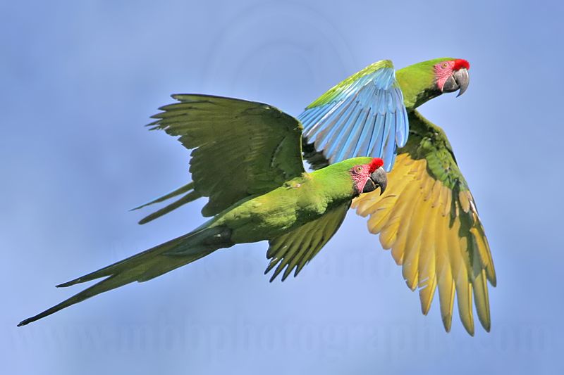 _MG_9783 Military Macaw.jpg