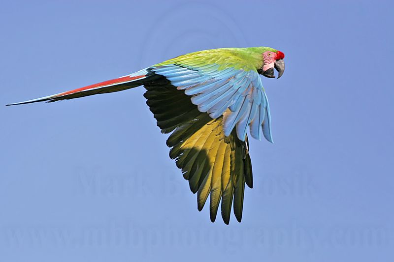 _MG_9801 Military Macaw.jpg