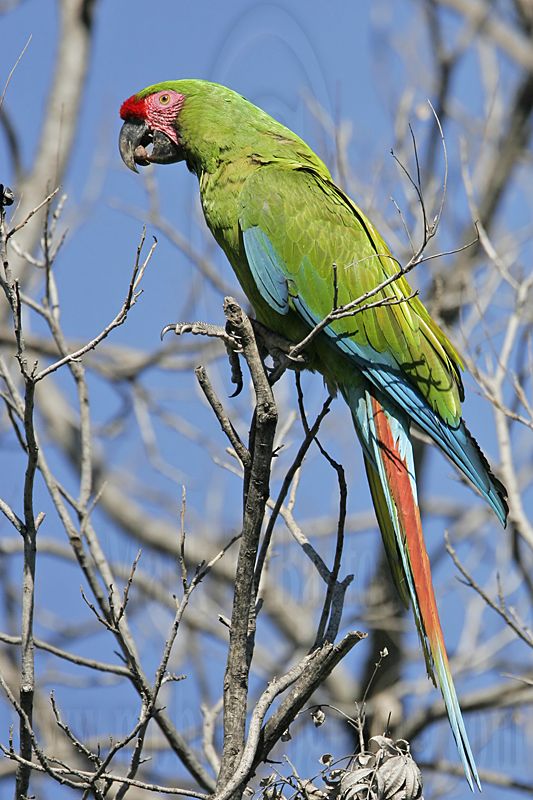 _MG_9857 Military Macaw.jpg