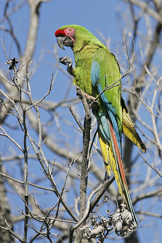 _MG_9882 Military Macaw.jpg