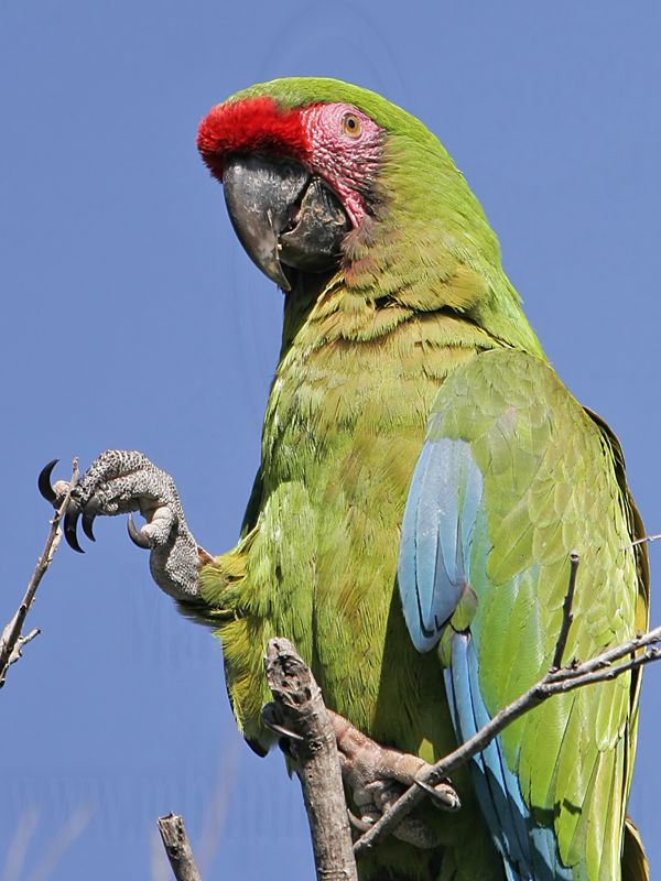 _MG_9892 Military Macaw.jpg