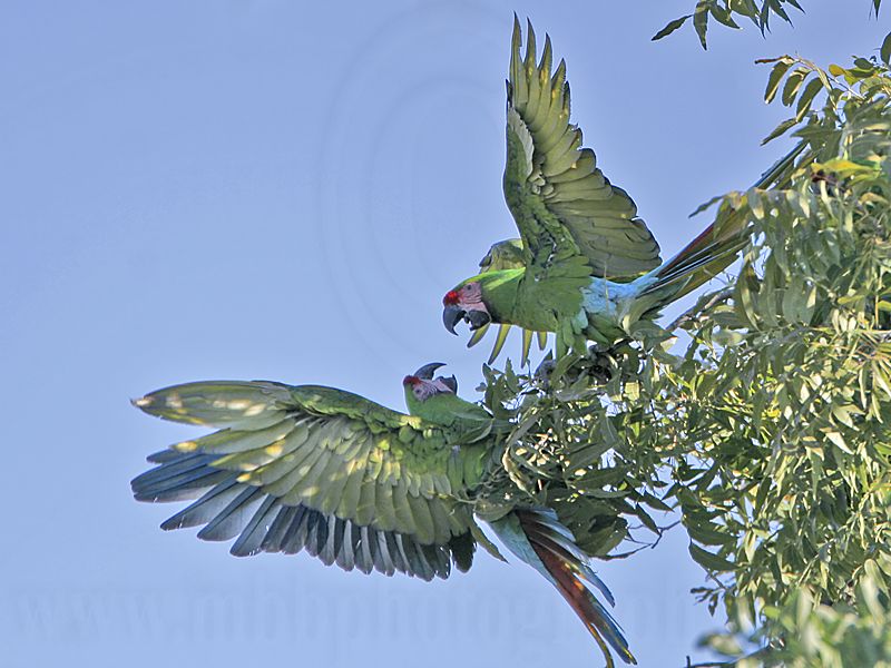 _MG_9945 Military Macaw.jpg