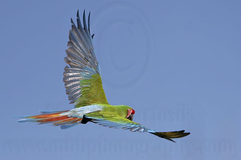 _MG_9953 Military Macaw.jpg