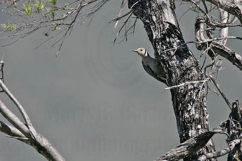 _MG_0051 Golden-fronted Woodpecker.jpg