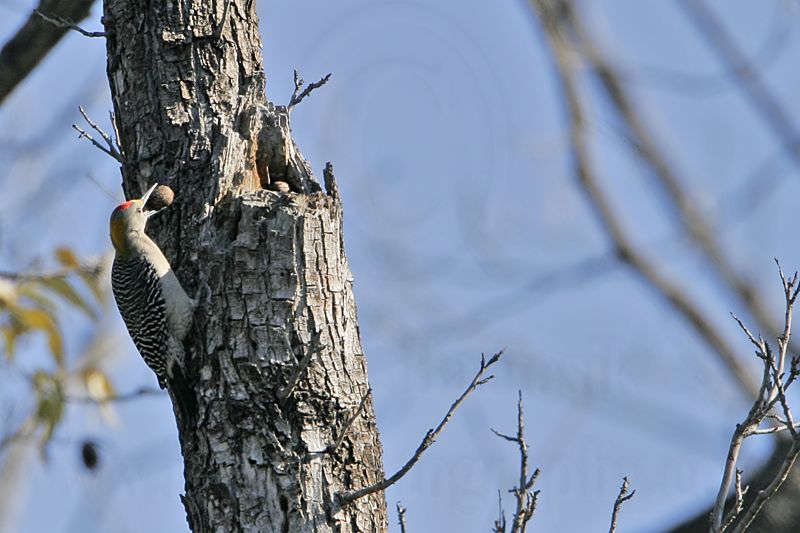 _MG_9661 Golden-fronted Woodpecker.jpg