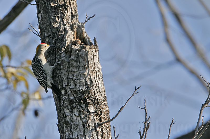 _MG_9691 Golden-fronted Woodpecker.jpg