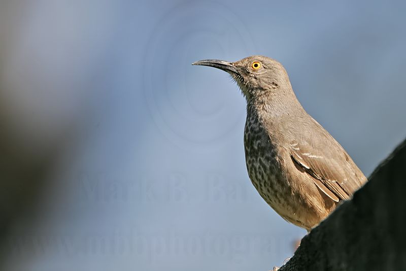 _MG_9592 Curve-billed Thrasher.jpg