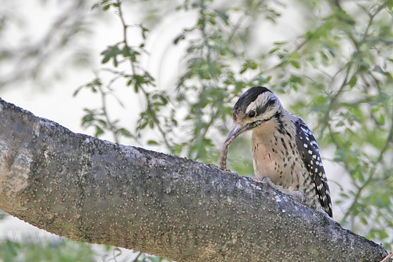 _MG_0345 Ladder-backed Woodpecker.jpg