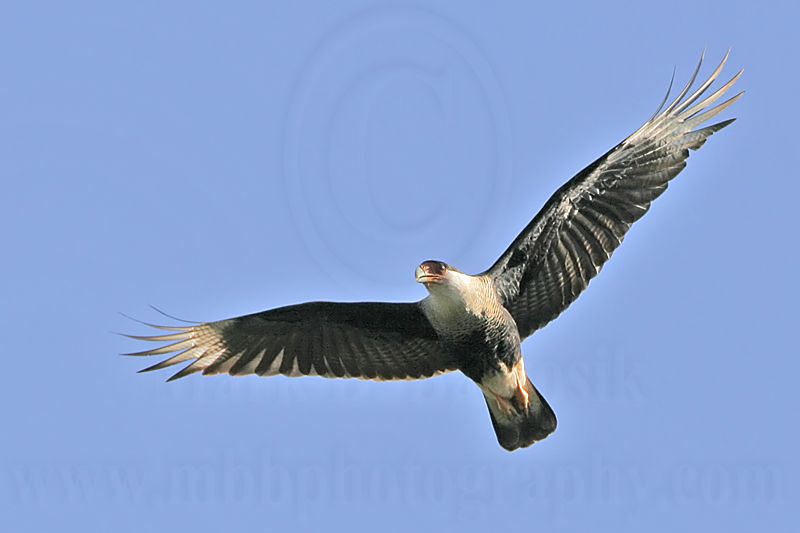 _MG_9611 Crested Caracara.jpg