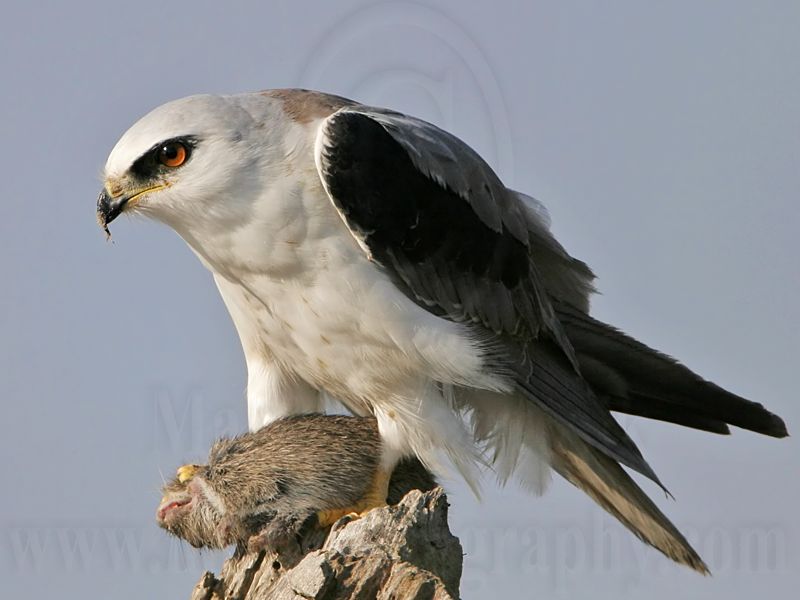 _MG_5644 White-tailed Kite.jpg
