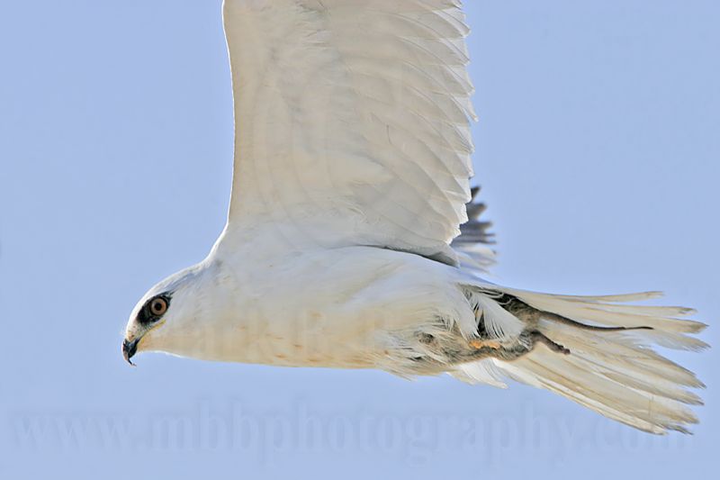 _MG_5696 White-tailed Kite.jpg