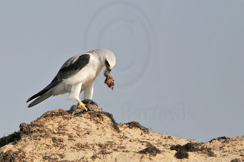 _MG_5717 White-tailed Kite.jpg