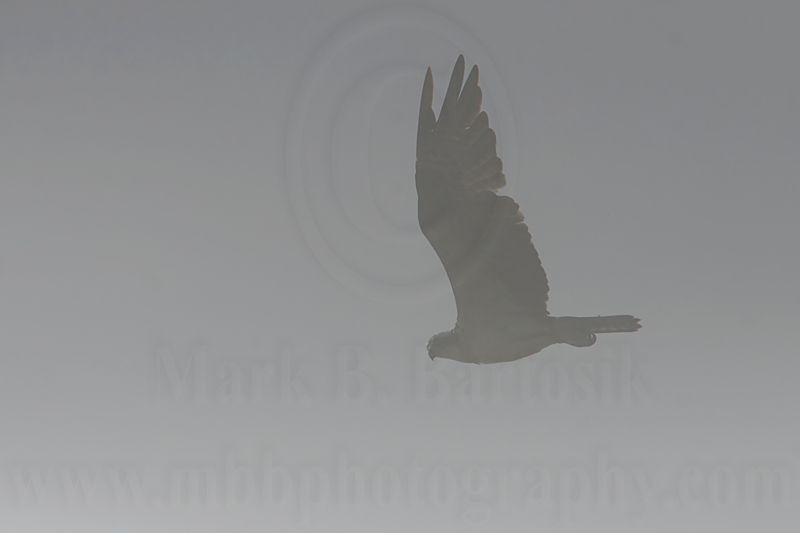 _MG_0598 Osprey.jpg
