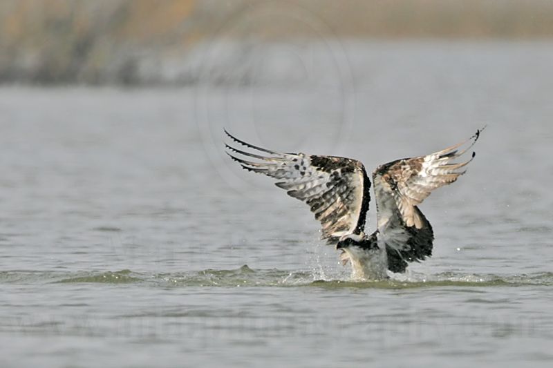 _MG_0809 Osprey.jpg