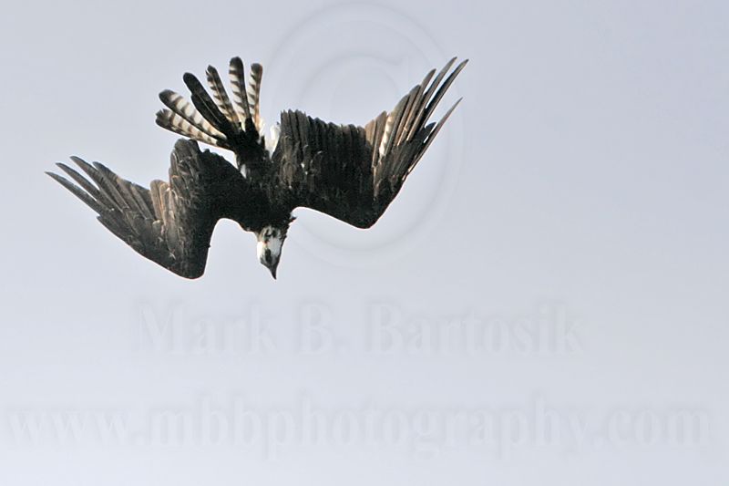 _MG_0877 Osprey.jpg