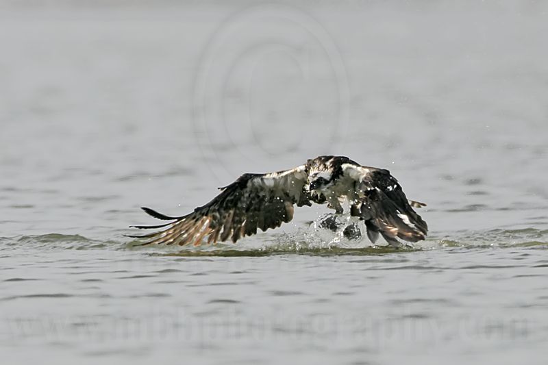 _MG_0890 Osprey.jpg
