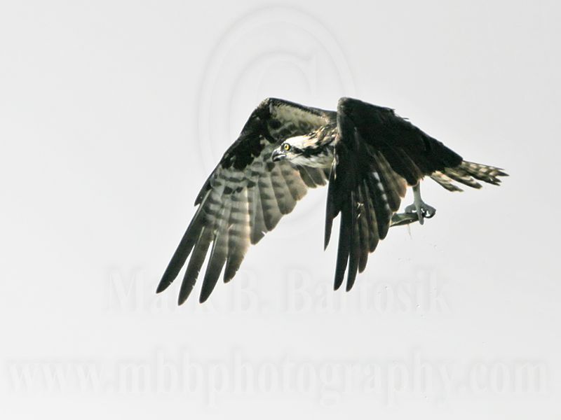 _MG_0899 Osprey.jpg